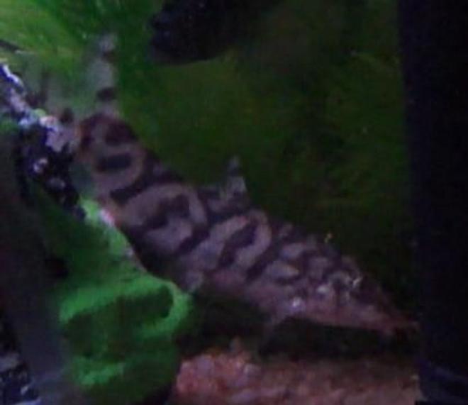freshwater fish - botia lohachata - yoyo loach stocking in 40 gallons tank - Yo Yo Loach