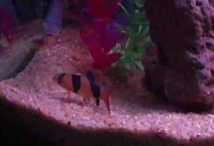 freshwater fish - botia macracantha - clown loach stocking in 40 gallons tank - Clown Loach