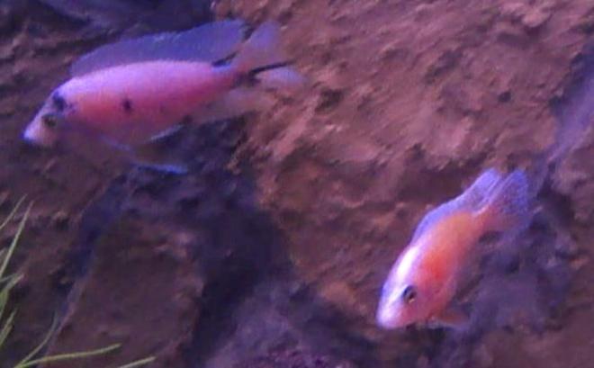freshwater fish - aulonocara sp. strawberry peacock - strawberry peacock cichlid stocking in 40 gallons tank - Malavi Cichlid