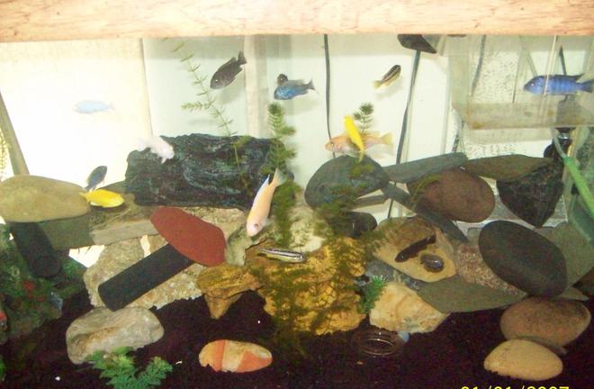 55 gallons freshwater fish tank (mostly fish and non-living decorations) - 55 gallon african tank