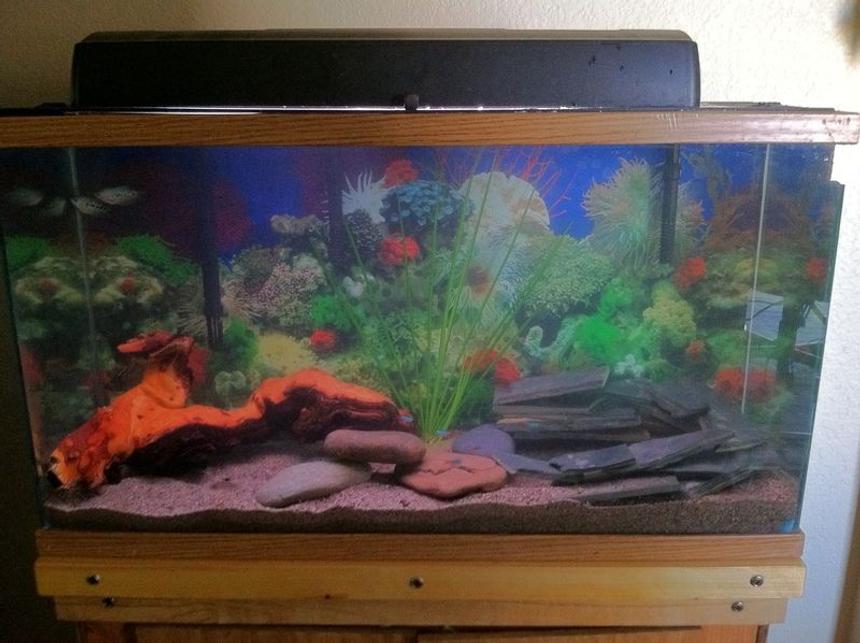 Rated #264: 20 Gallons Freshwater Fish Tank - Mopani wood, riverrock, play sand, tile. Neon Tetras, Julie Cories, Opaline Gourami, Ghost Shrimp, Angelfish.