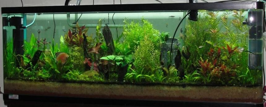 Rated #29: 90 Gallons Planted Tank - aquarium.