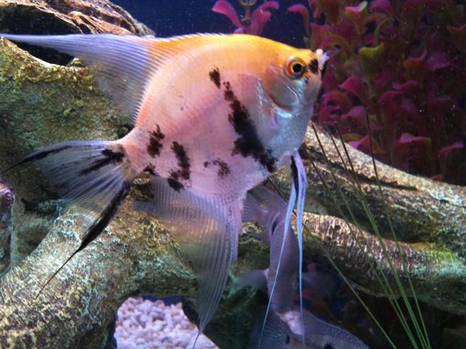 freshwater fish - pterophyllum sp. - koi angel stocking in 55 gallons tank - Koi AngelFish - 5 Months Old