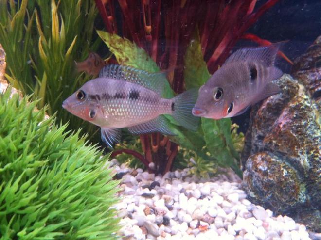freshwater fish - thorichthys meeki - firemouth cichlid stocking in 55 gallons tank - Firemouth's Posing for the Camera