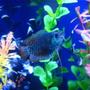 freshwater fish - colisa lalia - dwarf gourami stocking in 55 gallons tank - Dwarf Gourami