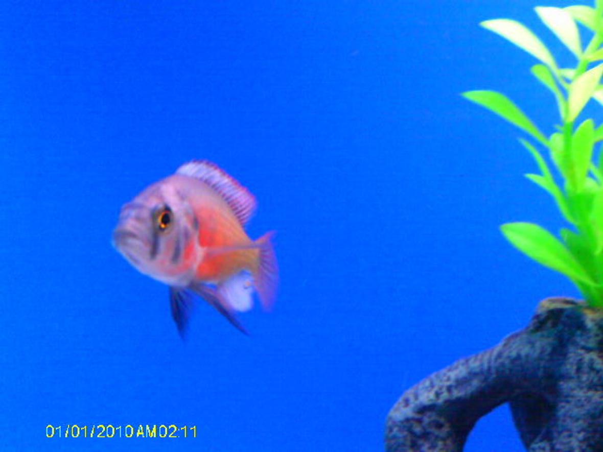 freshwater fish - haplochromis sp. - kyoga flameback stocking in 55 gallons tank - Kyoga Flameback