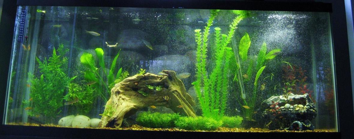 70 gallons freshwater fish tank (mostly fish and non-living decorations) - my awesome project