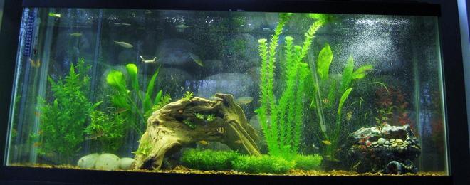 70 gallons freshwater fish tank (mostly fish and non-living decorations) - my awesome project
