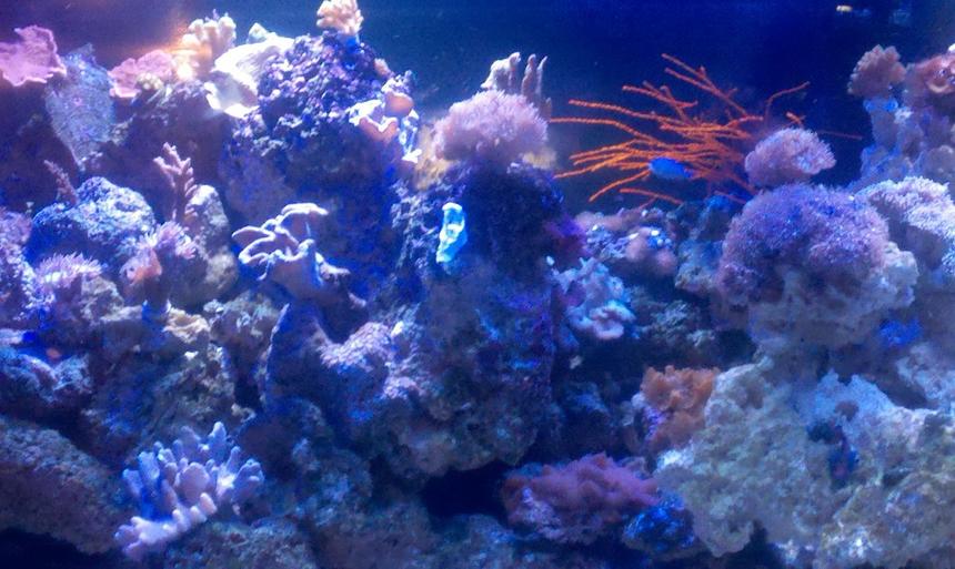 Rated #82: 180 Gallons Reef Tank - my reef