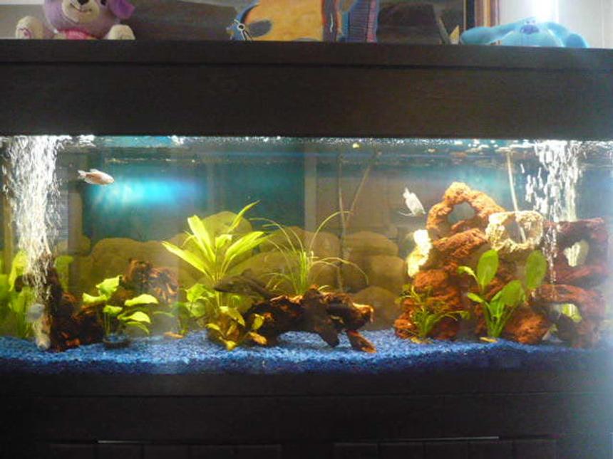 Rated #158: 55 Gallons Planted Tank - 55 gallon, aqueon 55 fitration,Nova etreme t5,
Fish; pleco, 3 opaline gourami, 2 clown louch, and pictus catfish and live plants,dont know what are they ( I forgot)