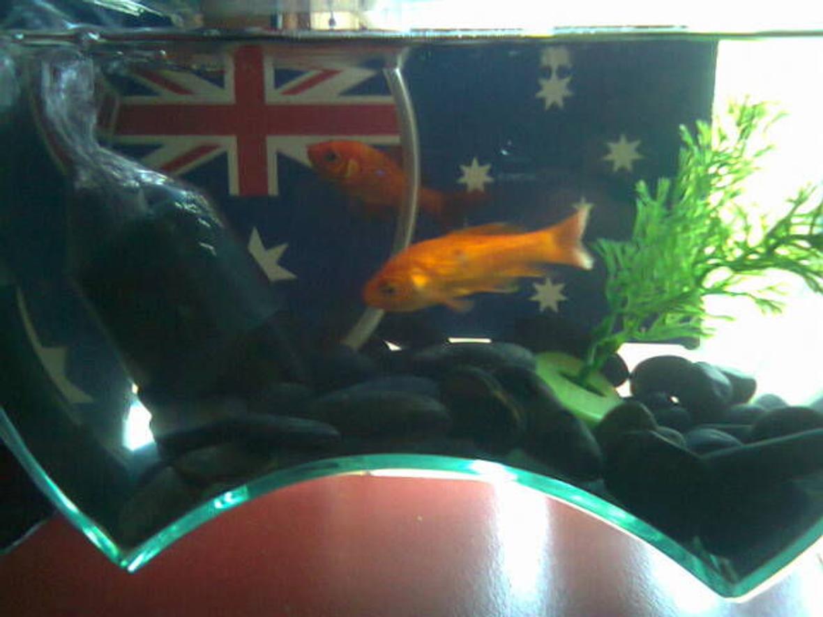 freshwater fish - carassius auratus - sarasa comet - My Aussie Pride Tank with Comets and some kinda Barb...