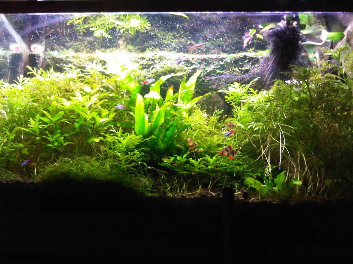 29 gallons planted tank (mostly live plants and fish) - my tank