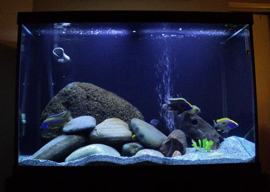 Rated #78: 65 Gallons Freshwater Fish Tank - trying the live plant route, my Acci sends his compliments to the chef.