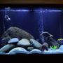 65 gallons freshwater fish tank (mostly fish and non-living decorations) - trying the live plant route, my Acci sends his compliments to the chef.