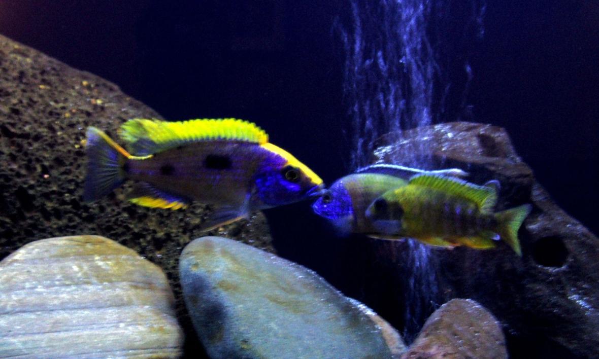 freshwater fish - otopharynx lithobates - sulphur crested lithobate stocking in 65 gallons tank - Moe