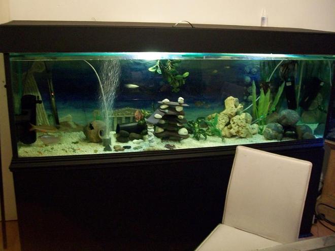 180 gallons freshwater fish tank (mostly fish and non-living decorations) - my  tank so far