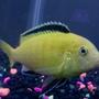 freshwater fish - labidochromis caeruleus - electric yellow cichlid stocking in 55 gallons tank - Again