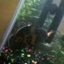 freshwater fish - astronotus ocellatus - tiger oscar stocking in 55 gallons tank - My Black oscar grubbing on a gold fish