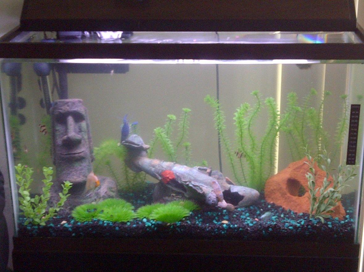 30 gallons freshwater fish tank (mostly fish and non-living decorations) - 2011 My 29 gallon First Fish Tank