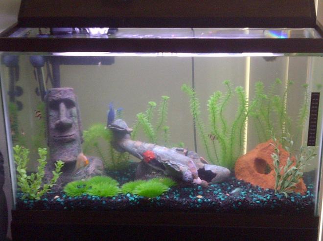 30 gallons freshwater fish tank (mostly fish and non-living decorations) - 2011 My 29 gallon First Fish Tank