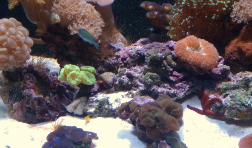 Rated #5: Corals Inverts - Parascolymia Vitiensis - Button Coral, Parascolymia Stocking In 29 Gallons Tank - 29GAL BioCube HQI