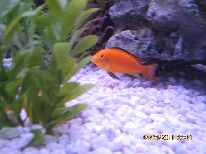 freshwater fish - labidochromis caeruleus - electric yellow cichlid stocking in 125 gallons tank - Lab just chillin.