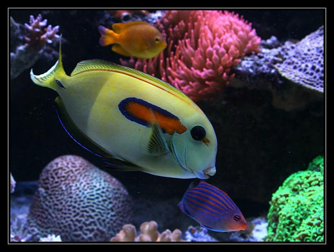 saltwater fish - acanthurus olivaceous - orangeshoulder tang stocking in 554 gallons tank - acanthurus Olivaceus