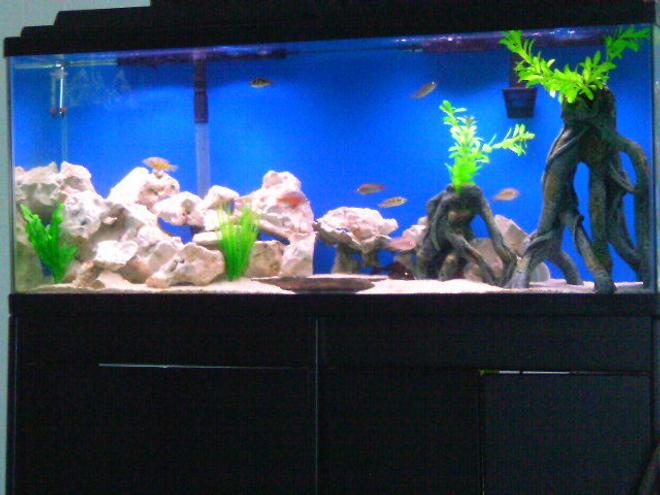 55 gallons freshwater fish tank (mostly fish and non-living decorations) - 55 gallon cichlid tank