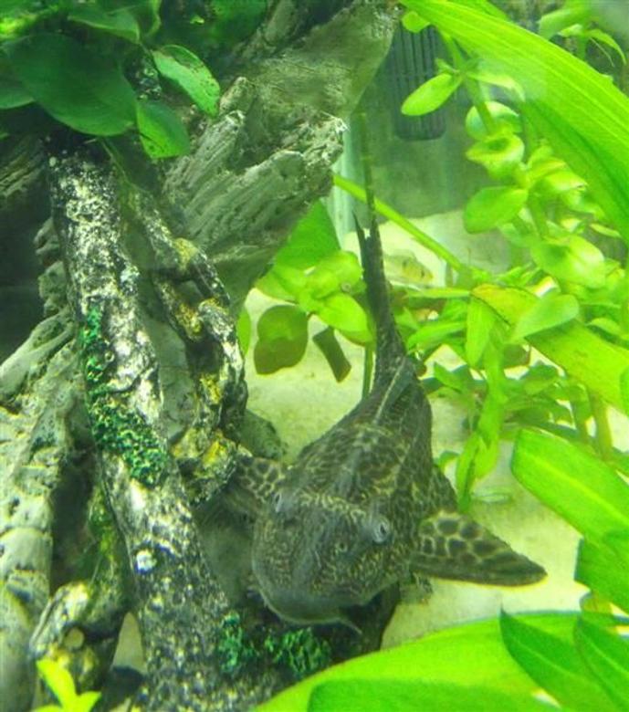 freshwater fish - glyptoperichthys gibbiceps - sailfin pleco (l-83) stocking in 55 gallons tank - Barry the Pleco