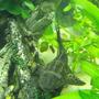 freshwater fish - glyptoperichthys gibbiceps - sailfin pleco (l-83) stocking in 55 gallons tank - Barry the Pleco