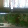 79 gallons freshwater fish tank (mostly fish and non-living decorations) - 79 gallon tank