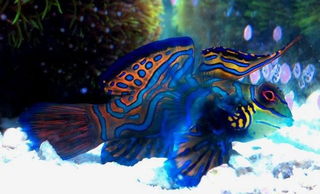 saltwater fish - synchiropus splendidus - green mandarin stocking in 70 gallons tank - My Mandarin Dragonet
