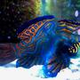 saltwater fish - synchiropus splendidus - green mandarin stocking in 70 gallons tank - My Mandarin Dragonet