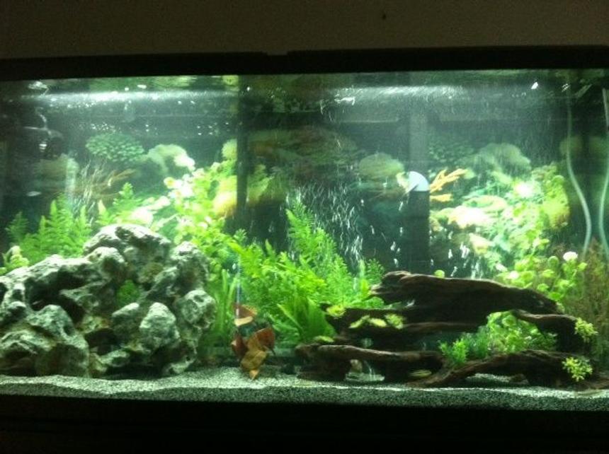 Rated #82: 60 Gallons Freshwater Fish Tank - I just set up my first tank, it is for Cichlids.  I did the best with what I could afford.