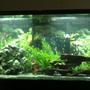 60 gallons freshwater fish tank (mostly fish and non-living decorations) - I just set up my first tank, it is for Cichlids. I did the best with what I could afford.