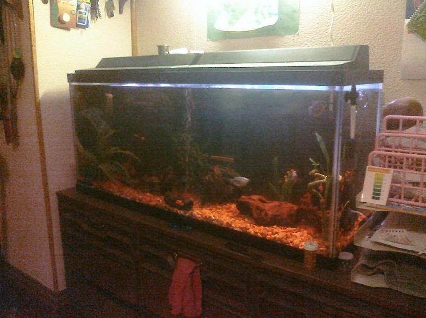 Rated #273: 55 Gallons Freshwater Fish Tank - 55Gal tank, 3 clowns, 4 Gourami's, pleco, catfish, and shrimp, 3 molly's, & 3 Platty's.

The orange meets the clown loaches natural habitate (so ive read), and is divised form the use of "Natural Rock" colors .. and 4 medium size pieces of Driftwood (helping the Ph as well), all the fish seem VERY happy, the Loaches even "Dance" on occassion, mostly in the morning when i first go to turn the lights on, i have to sneak up and look in i can usually see them "Falling" together.. quite a site. :)