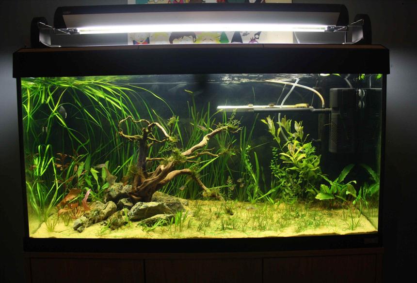 Rated #57: 55 Gallons Planted Tank - roma..200