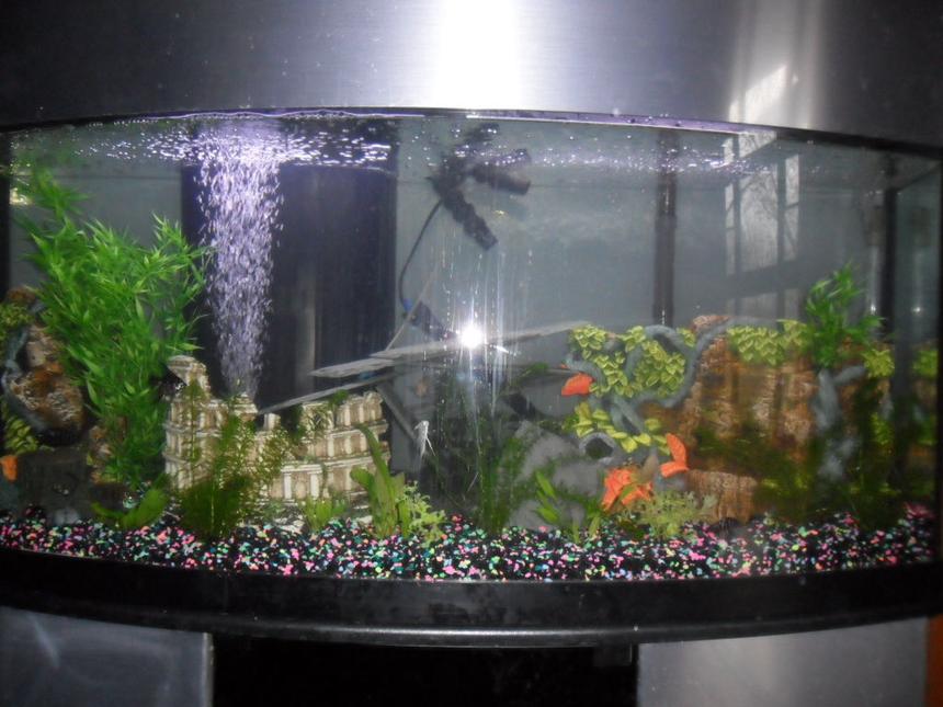 Rated #172: 80 Gallons Planted Tank - My 80 gallon setup misc convicts and live plants Pic is not the best ill try for another one soon