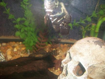 freshwater fish - astronotus ocellatus - red oscar stocking in 75 gallons tank - new oscar as a baby