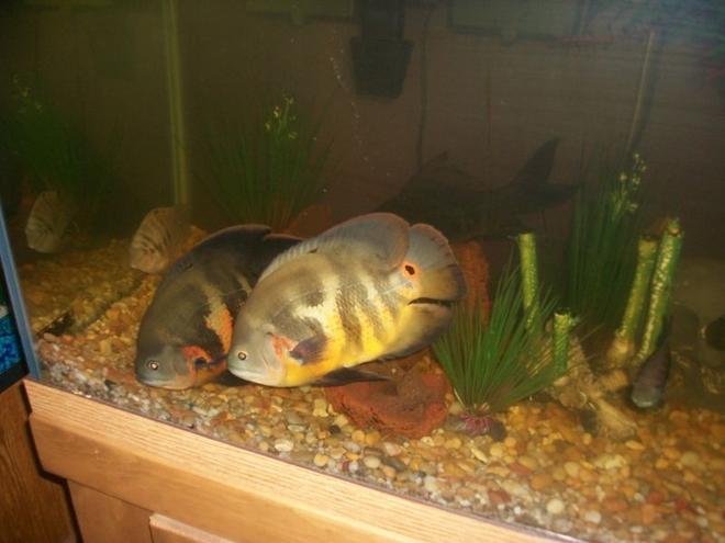 75 gallons freshwater fish tank (mostly fish and non-living decorations) - the new oscars not as a baby