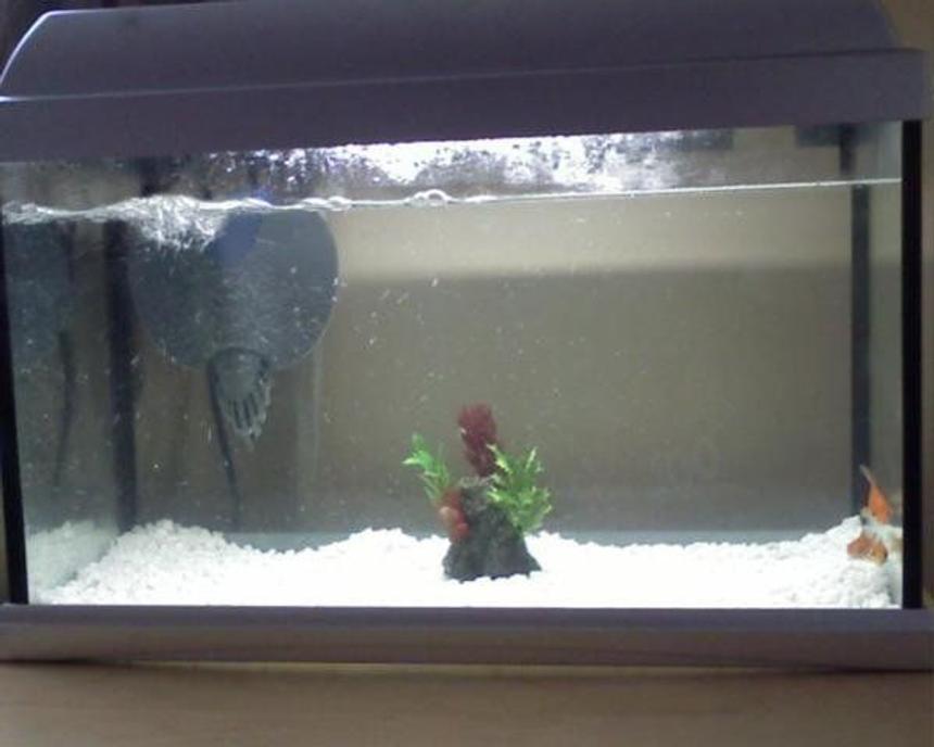 Rated #316: 8 Gallons Freshwater Fish Tank - My fish tank