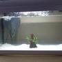 8 gallons freshwater fish tank (mostly fish and non-living decorations) - My fish tank
