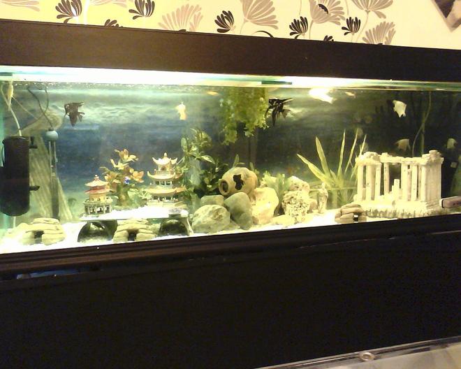 180 gallons freshwater fish tank (mostly fish and non-living decorations) - new set up