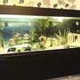 180 gallons freshwater fish tank (mostly fish and non-living decorations) - new set up