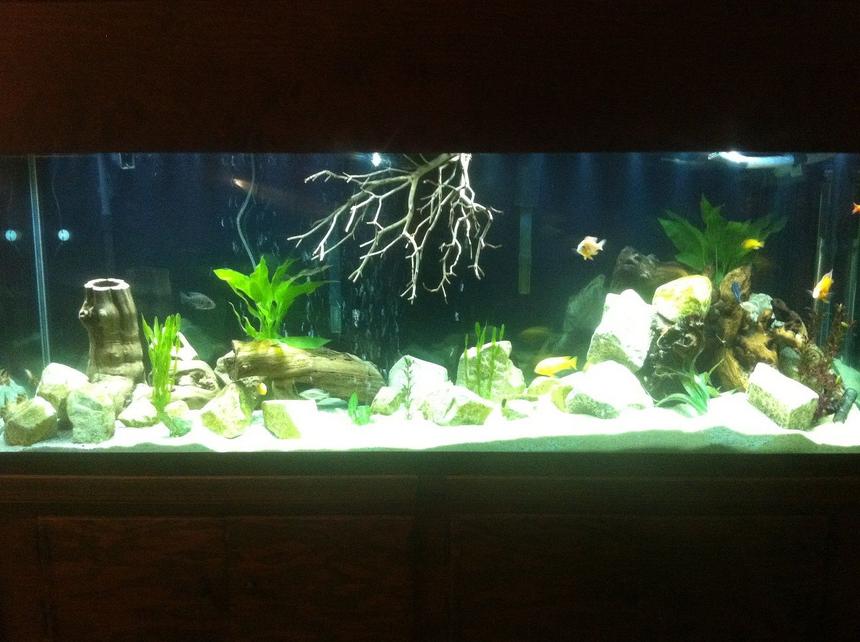 Rated #113: 150 Gallons Freshwater Fish Tank - 150 Gallon standard glass with custom built hood/stand

Lighting: 2 x 36-48 Marineland double bright LED with R2 Solutions 48" moonlight

Filtration: 1 Magnum 350 pro canister filter, 1 DIY biowheel  with hose T for surface agitation, 2 Foster and Smith Bio System 75 Power filters with OXY surface skimmers

Decoration: Underwater Galleries 7 Large Cichlid stones, and 1 x 15 pack assorted Large/Medium/small cichlid stones

2 Large pieces of grapewood, 2 manzanita branches, assorted pieces of driftwood, misc plastic plants, 48" bubble wand, 100lbs of quickcrete playsand, 50lbs of white pool filter sand.

Tank age: 1 1/2 years - 0 losses.

Temp 78, PH 7.8, light cycle, 8 hours