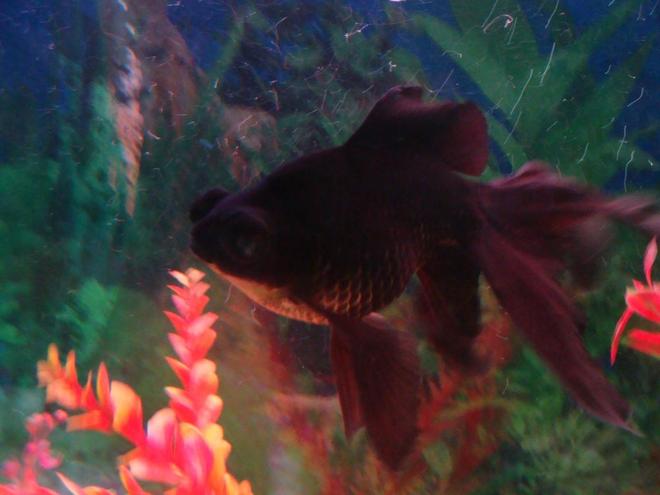 freshwater fish - carassius auratus - black moor goldfish stocking in 100 gallons tank - Black Moor Goldfish