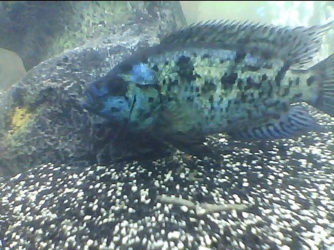 freshwater fish - nandopsis octofasciatum - electric blue jack dempsey stocking in 75 gallons tank - One of my EBJDs