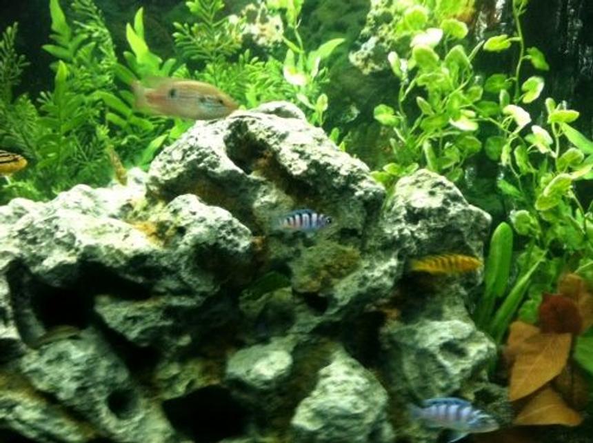 Rated #105: Freshwater Fish - Metriaclima Lombardoi - Kenyi Cichlid Stocking In 60 Gallons Tank - a Few baby fish