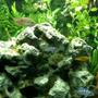 freshwater fish - metriaclima lombardoi - kenyi cichlid stocking in 60 gallons tank - a Few baby fish