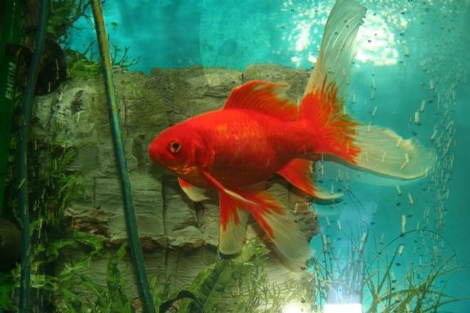 freshwater fish - carassius auratus - goldfish stocking in 50 gallons tank - My Comet